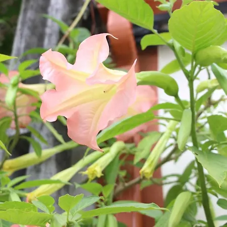 Casa O Futuro 4* アルコバサ