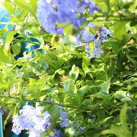 Casa O Futuro ベッド・アンド・ブレックファスト アルコバサ