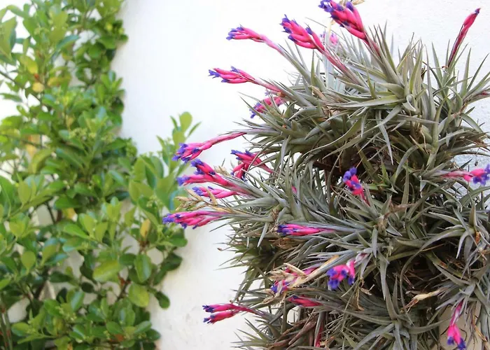 Casa O Futuro Bed & Breakfast Alcobaca