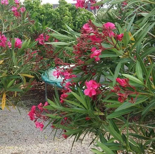 Casa O Futuro Alcobaça