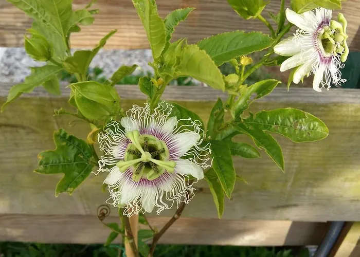 Casa O Futuro Alcobaça