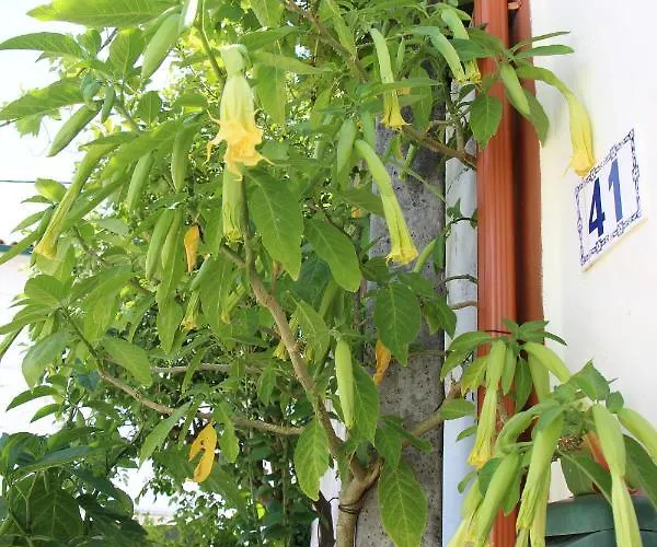 Casa O Futuro الكوباسا
