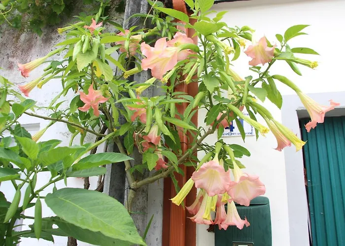 Alojamento de Acomodação e Pequeno-almoço Casa O Futuro