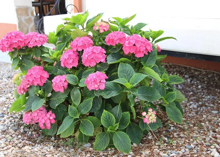 Alojamento de Acomodação e Pequeno-almoço Casa O Futuro Alcobaça