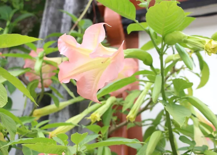 Casa O Futuro 4* Alcobaça