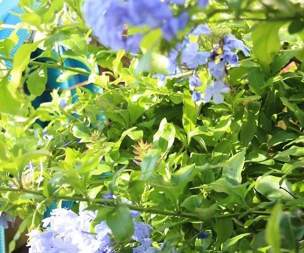 Casa O Futuro Bed & Breakfast Alcobaça