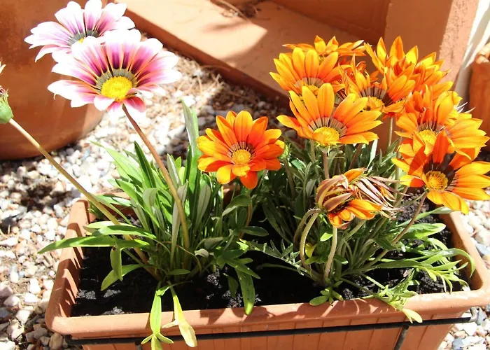 Alojamento de Acomodação e Pequeno-almoço Casa O Futuro